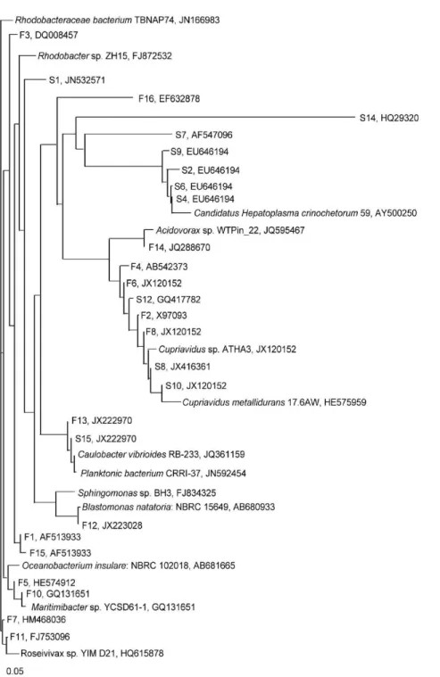 Fig.  4.  Phylogenetic  tree  generated  from  the  neighbor-joining  method  of  16s  rRNA  sequence  derived  by  PCR  with  a  primer  set  (341f  and  907r).