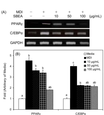 Fig. 4. Effect of SBEA extracts on the mRNA expression of adipogenic transcription factors PPARγ and C/EBPα