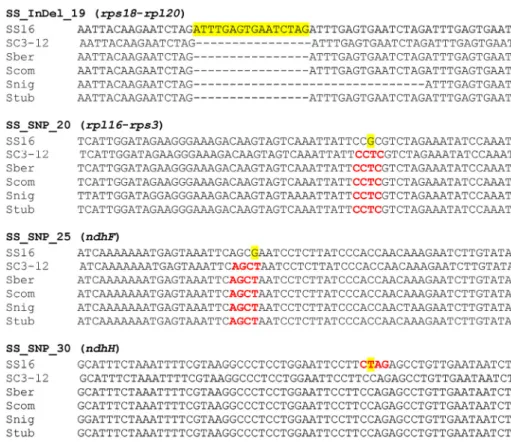 Table 2 The primers and restriction enzymes used to generate S. stoloniferum-specific markers