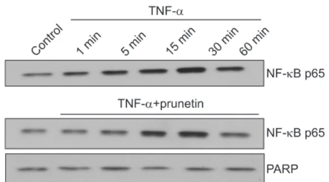 Figure 3. Effect of prunetin on tumor necrosis factor-α (TNF-α)- (TNF-α)-induced degradation of inhibitory kappa B alpha (IκBα)