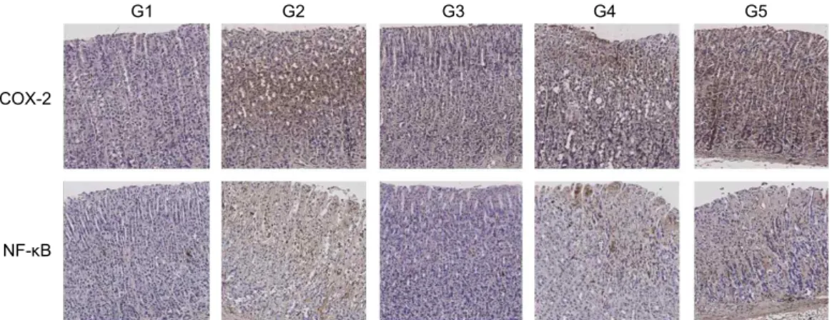 Fig. 5. Effect of Canavalia gladiata extracts (CGE) on TBARS levels of gastric mucosa in rats submitted gastric  inflamma-tion induced by acute alcohol treatment