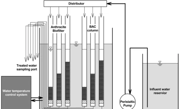 Table 3.  Biomass  and  activity  of  attached  bacteria  in  the  BAC  and  biofilter BAC Biofilter Biomass (CFU/g) Activity(mg･C/m3 ･ hr) Biomass(CFU/g) Activity(mg･C/m3 ･ hr) 1.2×10 8 2.99 5.4×10 6 1.92 테리아 생체량과 활성도에 많은 차이가 있음을 알 수 있다