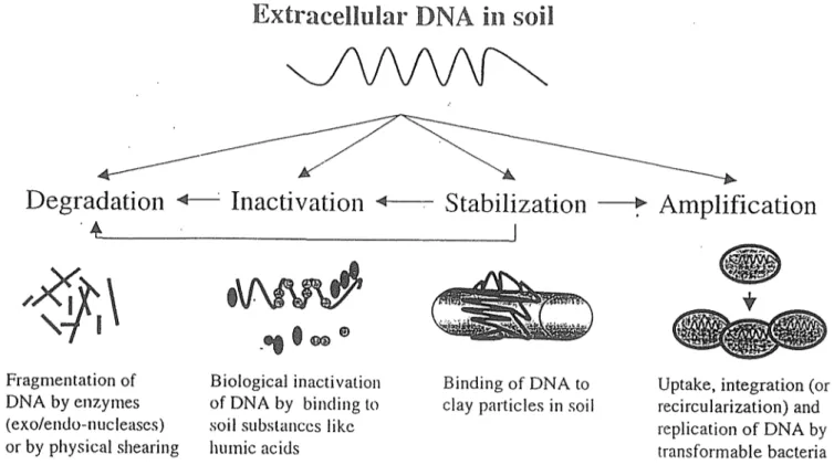 Fig. 2. Fate of DNA released into the soil environment. Most DNA released into soil is probably rapidly degraded by exogenous nucl