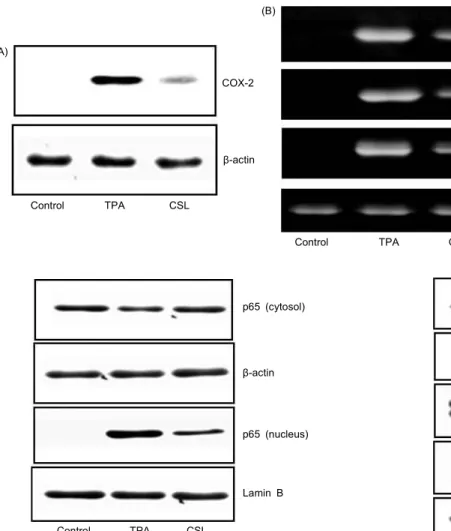 Fig. 4. Inhibitory effect of TPA-induced MAPK activation by Caesalpinia sappan L. (CSL) in mice ears