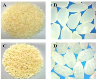 Fig. 1. Hydration patterns of rices under the solution con- con-taining different concentration of CHP enriched soy  hydro-lysate (SHC)