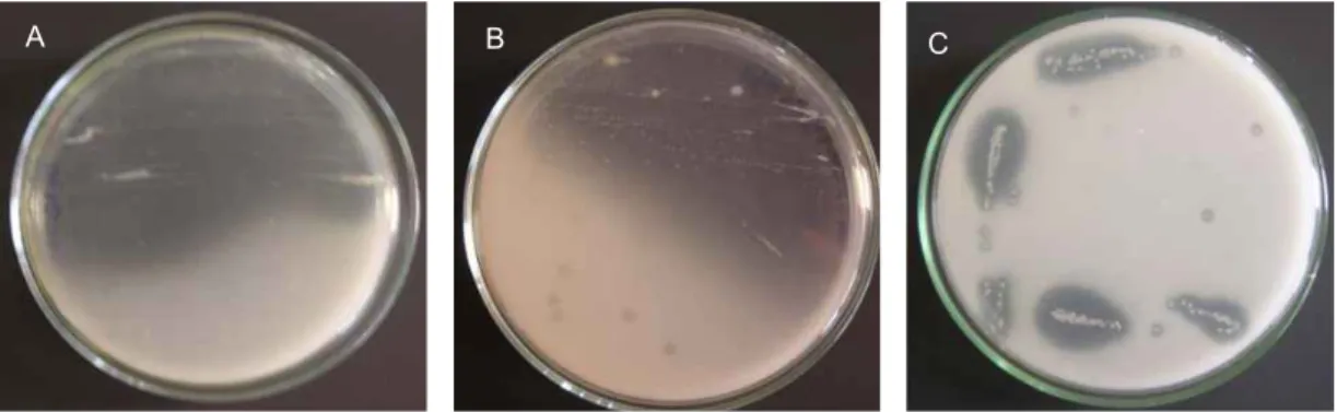 Fig. 1. Clear zone formation by isolated three bacterial strains. Bacterial cells producing acetic acid formed clear zone by dissolving calcium carbonate
