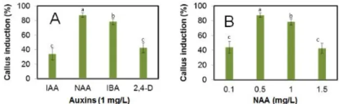 Fig. 1 Callus induction of R. kazusensis. A: Kind of auxins, B: 