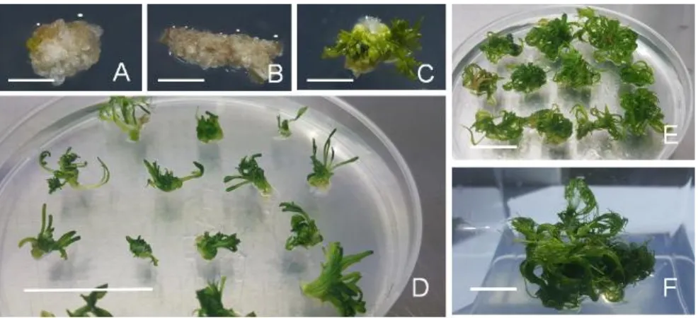Fig. 2  In vitro propagation of R. kazusensis. A: Leaf (scale bar, 0.2 mm), B: Stem (scale bar, 0.2 mm), C: Multiple shoot induction  of  R