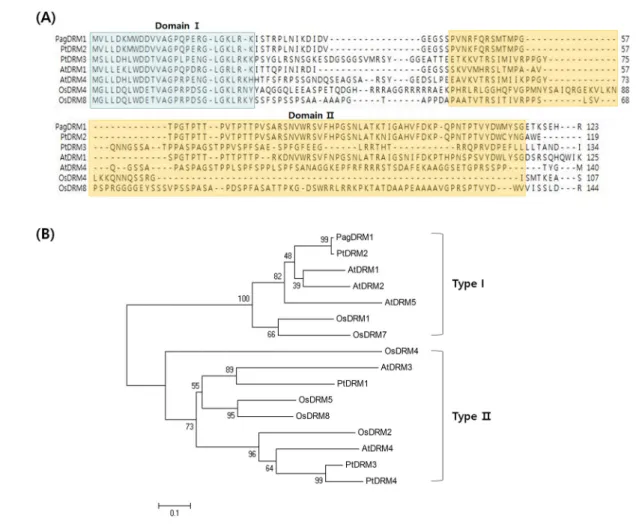 Fig. 1 Amino acid sequence comparisons of PagDRM1 and other DRM homologues. (A) Multiple alignments of the deduced amino  acid sequences of PagDRM1 and DRM homologues