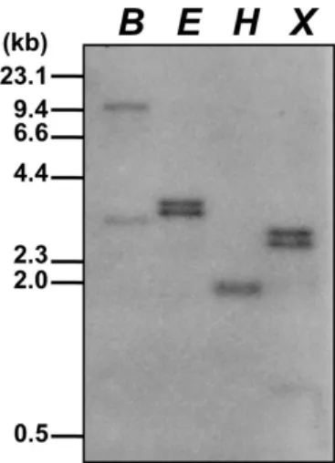 Fig. 3 Tissue-specific expression of PagDRM1. Total RNA was  extracted from the young leaves (YL), mature leaves (ML),  stems (S), roots (R), and flowers (F) of Populus alba ×  P
