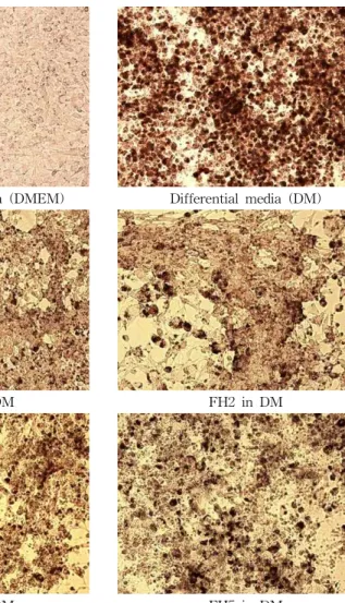 Fig. 2. Effect of fermented SJH preparations on the gene ex- ex-pression of C/EPBα. The effect of treatment with different  un-fermented or un-fermented herbal formulations at varying doses on the gene expression of C/EPBα  in 3T3-L1 cells.