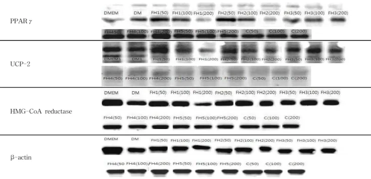 Fig. 3. Effect of fermented SJH on expression of PPARγ, UCP-2 and HMG-CoA reductase. Immunoblots showing the effect of treatment with different unfermented or fermented herbal formulations at varying doses on the level of expression of PPARγ, UCP-2, HMG-Co