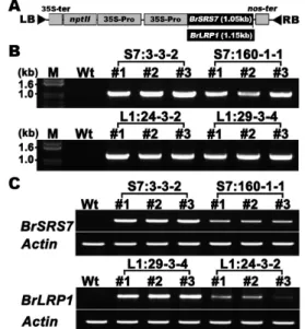 Fig. 1 The expression of BrSRS7 and BrLRP1 genes in trans- trans-genic petunia plants