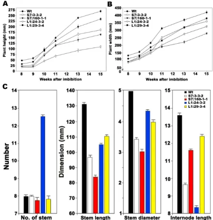 Fig. 4 Phenotypes of transgenic petunia plants transformed with BrSRS7 and BrLRP1genes