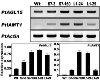 Fig. 6 Expression patterns of GA- and auxin-related genes in the apical regions of BrSRS7 and BrLRP1-overexpressing  transgenic  petunias