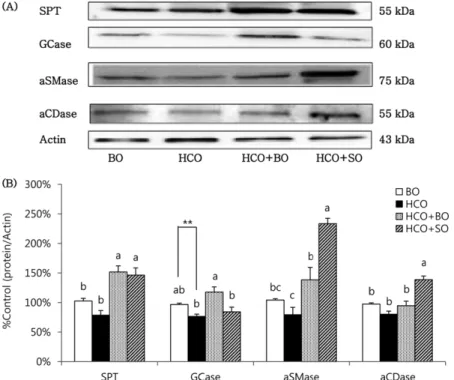Fig. 2. Altered expression of ceramide metabolic enzymes in control guinea pigs fed the borage oil (BO) diet for 10 wks (group BO), and essential fatty acid (EFA) deficient guinea pigs fed the hydrogenated coconut oil (HCO) diet for 10 wks or 8 wks followe