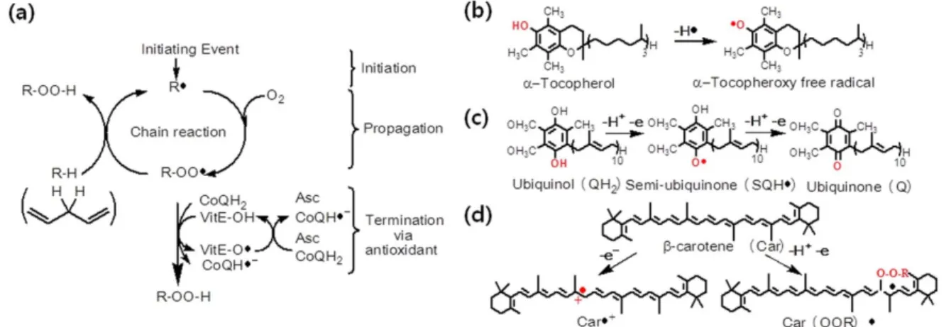 Fig. 2 Structures and scavenging mechanisms of hydrophobic antioxidants. (a) Scheme showing the three phases of the free radical  chain mechanism of lipid peroxidation