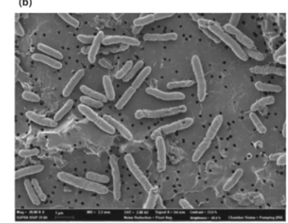 Fig. 4. Pseudomonas  veronii  strain  CIP  104664:  (a)  16  S  rRNA  gene  sequence;  (b)  FESEM  image.