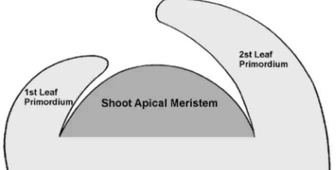 Fig. 1 Diagram of the shoot apical meristem (SAM) in plant. 