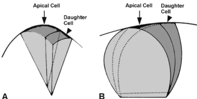 Fig. 2 Diagram of apical cells in a pteridophyte shoot apex. Two forms of apical cell (arrows): 4-sided or pyramidal shape (A) and 3-sided or lenticular shape (B)