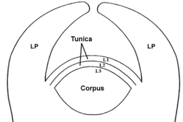 Fig. 3 Diagram of the histogen organization of an angiosperm  shoot apical meristem (SAM)