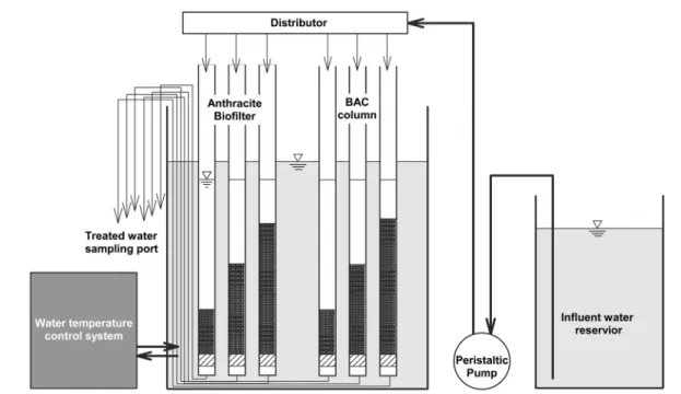 Fig. 1.  Schematic  diagram  of  BAC  and  biofilter  columns.