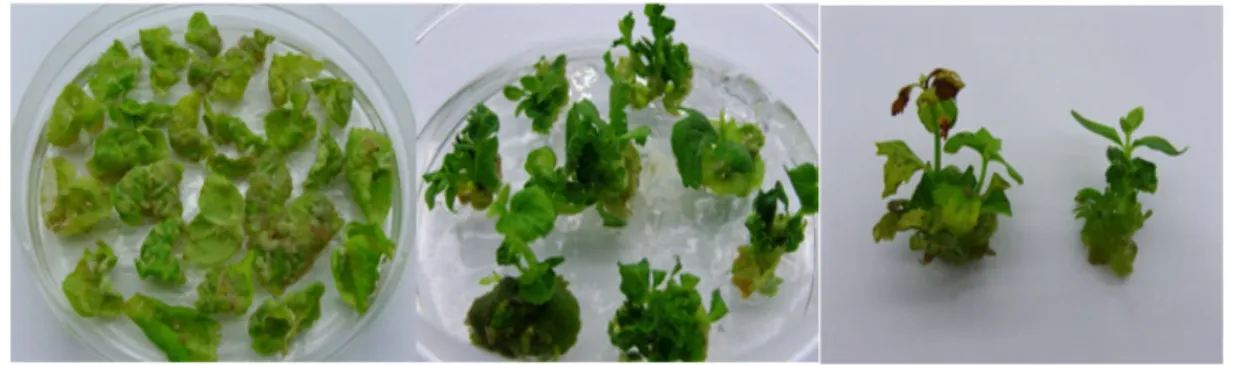 Fig. 1 Regeneration process of balloon flower (Platycodon grandflorum A. De. candolle) from young leaf explants on MS solid media잎 절편개수에서 형성된 총 신초 수의 비율을 재분화효율로 계산하였다