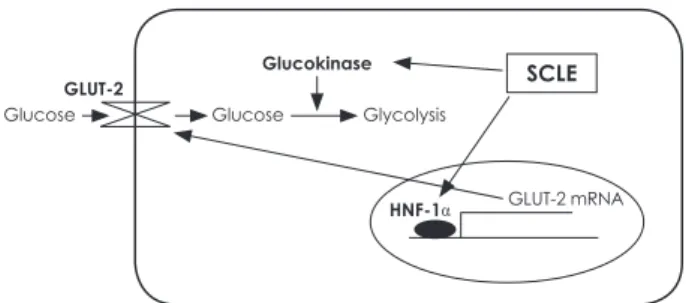 Fig. 8. Treatment with SCLE stimulates glucose absorption and  utilization by increasing GLUT-2 mRNA expression and GK activity  in HepG2 cells.GLUT-2Glucose Glucose HNF-1αGlycolysisGlucokinase SCLE GLUT-2 mRNA