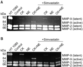 Figure  3.  Effect  of  simvastatin  on  MMP-2  and  -9  pro- pro-duction  and  activation  by  the  combination  of  cytokines and  NE