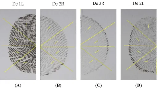 Fig. 2. Images of half fingerprints with standard line for the combination to generate whole fingerprints as in Fig