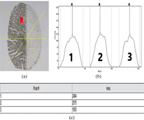 Fig. 4. An example of analysis with combined inked fingerprints with standard and analysis line (a), lane profile after peak selection (b) and analysis results (c) from densitometric image analysis by CP Atlas 2.0.