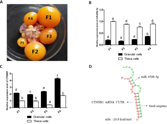 Figure 1.  Expression patterns of miR-458b-5p and CTNNB1 during follicular development