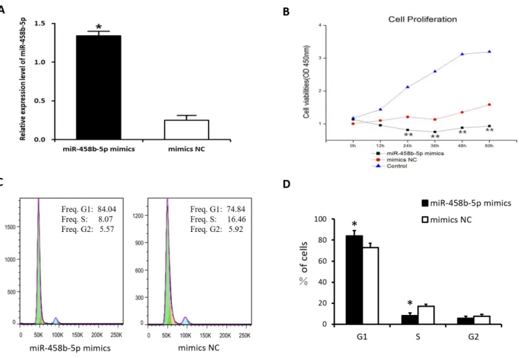 Figure 3.  miR-458b-5p inhibits the proliferation of chicken ovarian GCs. (A) Transfection with the miR-458b-5p mimics remarkably increased the  miR-458b-5p expression level after transfection 48h