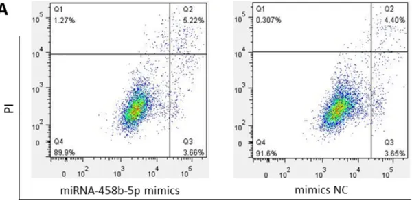 Figure 4.  miR-458b-5p does not have specific effects on apoptosis of chicken ovarian GCs