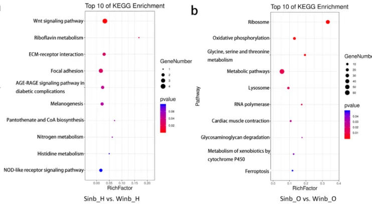 Figure 4.  Kyoto encyclopedia of genes and genomes enrichment analysis of differentially expressed genes (DEGs) in the two comparisons