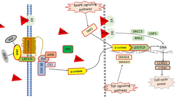 Figure 7.  The signal pathways map of Wnt/β-catenin. Arrows indicate activation/induction, blunt ended lines indicate inhibition/blockade