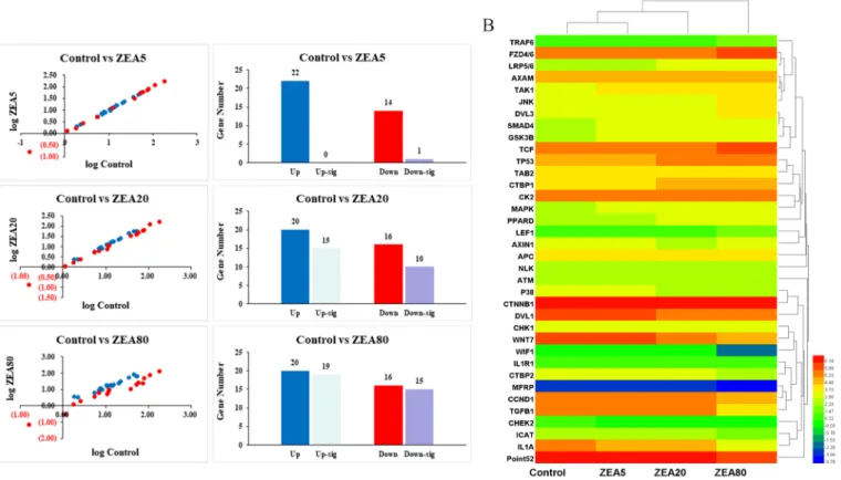 Figure 2.  Screening analysis of mRNA on Wnt/β-catenin signaling pathway relative genes of the porcine endometrial epithelial cells (PECs) exposed 