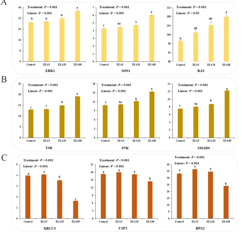 Figure 4.  The mRNA expression of other related pathway genes in porcine endometrial epithelial cells (PECs) exposed to ZEA at 0 (Control), 5 