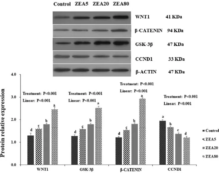 Figure 6.  Western blot analysis of Wnt1, β-catenin, glycogen synthaes kinase 3β (GSK-3β), Cyclin D1 (CCND1) of the porcine endometrial epithelial 