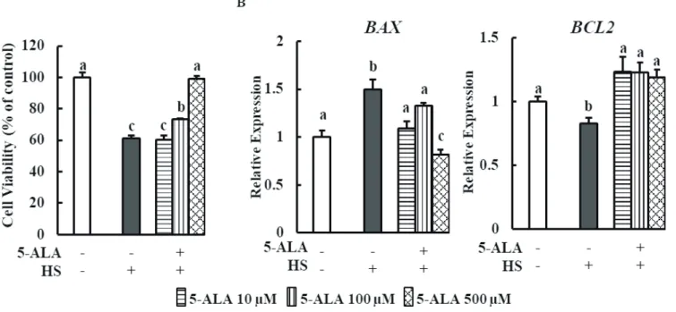 Figure 2.  5-ALA counters HS reduced cell viability in bovine MECs. (A) Bovine MECs were pretreated with or without 5-ALA at concentrations of  10, 100, and 500 μM for 24 h followed by HS (42.5°C for 48 h)
