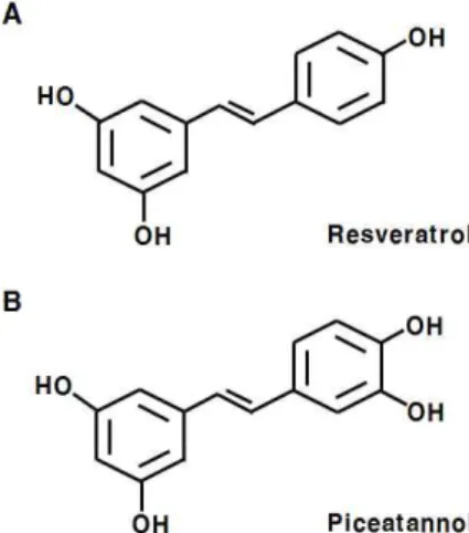 Fig. 1. Chemical structure of resveratrol (A) and piceatannol (B). 대장염을 억제함을 관찰하였다(11)