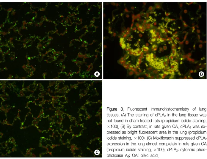 Figure  3.  Fluorescent  immunohistochemistry  of  lung  tissues.  (A)  The  staining  of  cPLA 2   in  the  lung  tissue  was  not found in sham-treated rats (propidium iodide staining, 