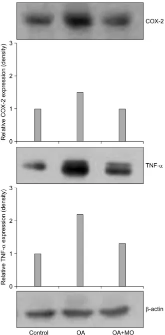 Figure  4.  Western  blot  of  TNFα and  COX-2  in  the  lung tissue.  The  OA  increased  the  expression  of  TNFα and  COX-2