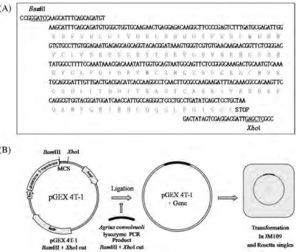 Figure 1. The nucleotide sequence and construction of the expression plasmid. (A) Design of expression primers for ACLys