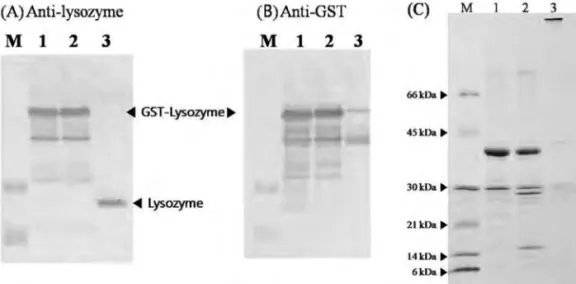Figure 2. Identification of recombinant ACLyz expressed in an inclusion body form and treatment with thrombin