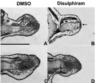 Figure 3. Histological analysis of limb regenerates treated with disulfiram at day 4. Salamanders are injected with DMSO (A,C) or with disulfiram (B,D) at 4 days after amputation