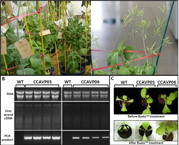 Fig. 1 Advancement forward T 3  generation, transcript detection, and herbicide bioassay in transgenic Chinese cabbage expressing  Arabidopsis  H + -pyrophosphatase (AVP1)