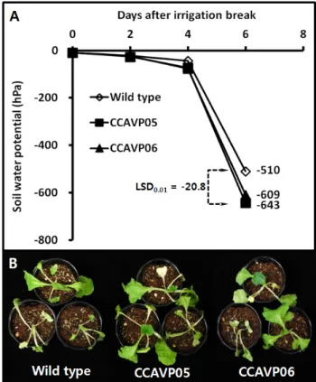Fig. 2 Wilting phenotypes of AVP1-expressing Chinese cabbage  plants under gradually intensified drought stress by irrigation  break