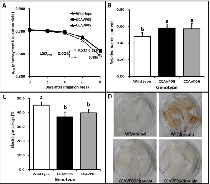Fig. 3 Differences between AVP1-expressing and wild type Chinese cabbage plants in physiological parameters related to drought  stress