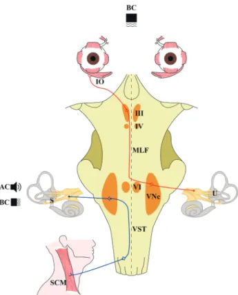Fig. 1.  Stimulus and neural substrates of vestibular-evoked myogenic  potentials (VEMPs)
